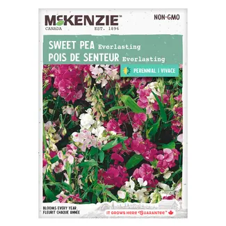 Sweet Pea Everlasting