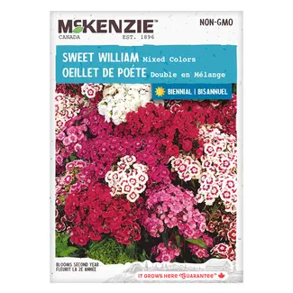 Sweet William Mixed Colors