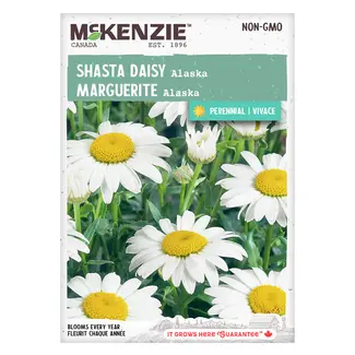 Shasta Daisy Alaska