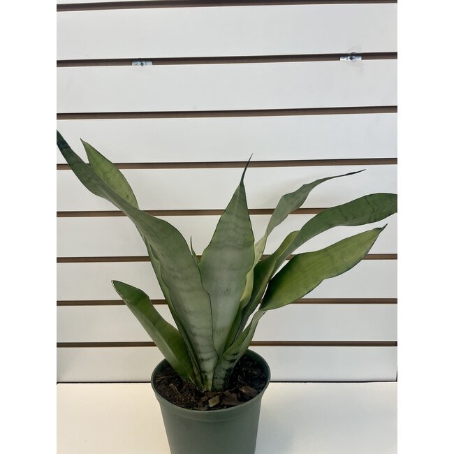 Sansevieria Moonshine
