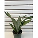 Sansevieria Moonshine