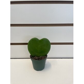 2.5" Hoya Heart