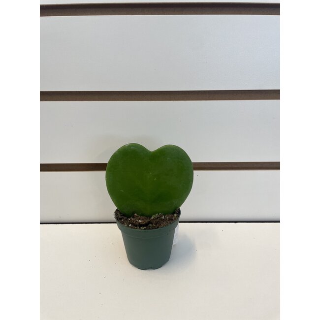 2.5" Hoya Heart