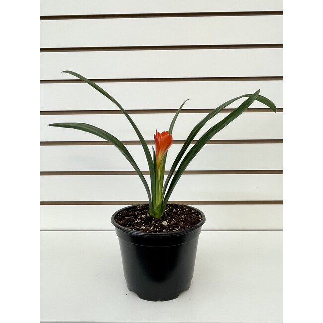 6" Clivia