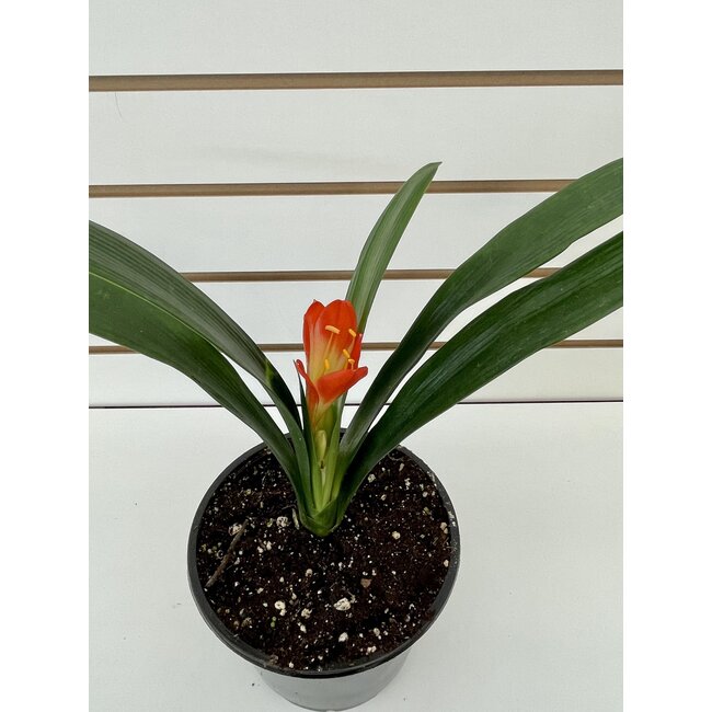 6" Clivia