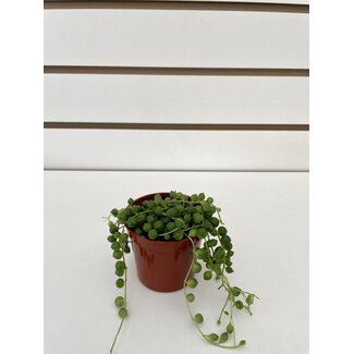 2.5" String of Pearls