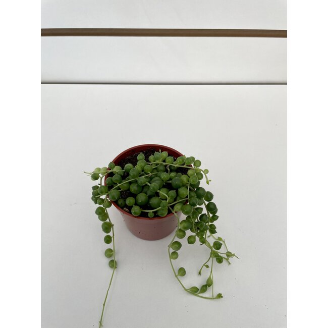 2.5" String of Pearls