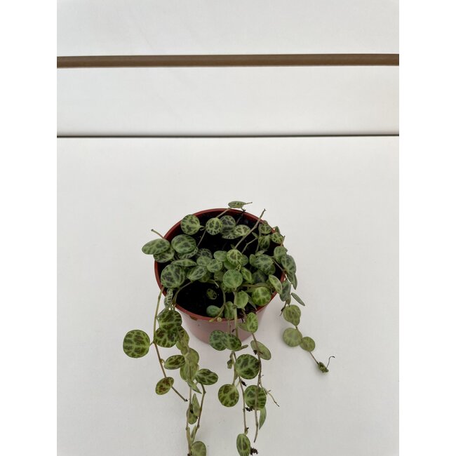 2.5" String of Turtles