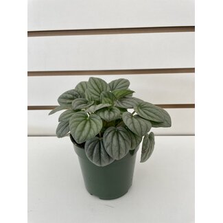 Peperomia Frost