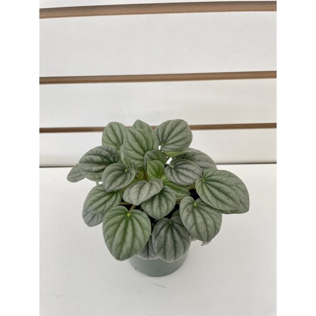 Peperomia Frost