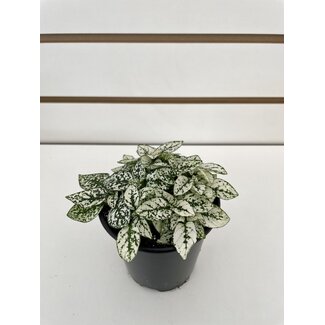 3.5" Polka Dot - White/Pink