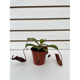3.25" Nepenthes Asian Pitcher Plant