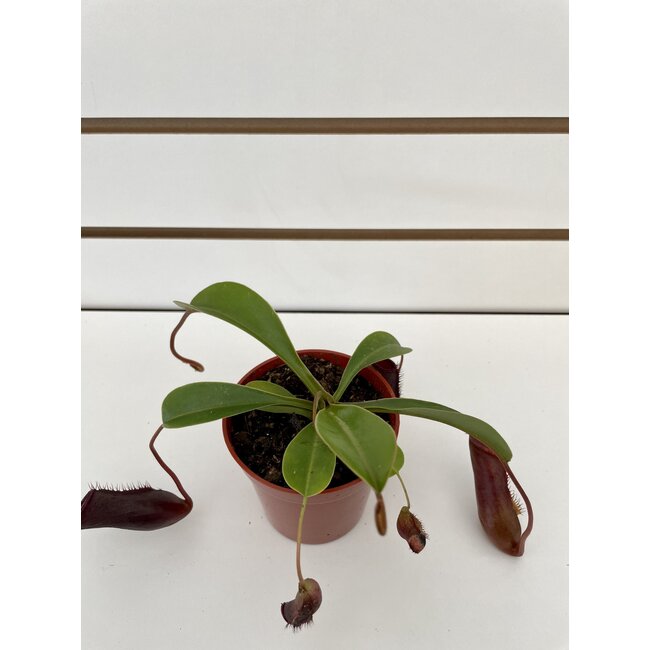 3.25" Nepenthes Asian Pitcher Plant