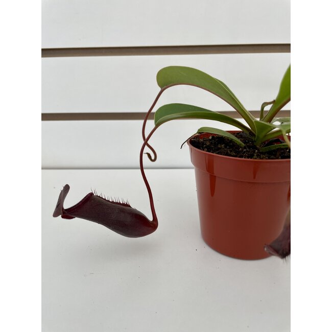 3.25" Nepenthes Asian Pitcher Plant