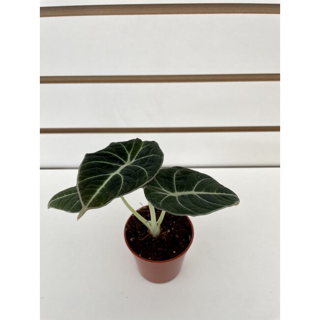 2.5" Alocasia Black Velvet