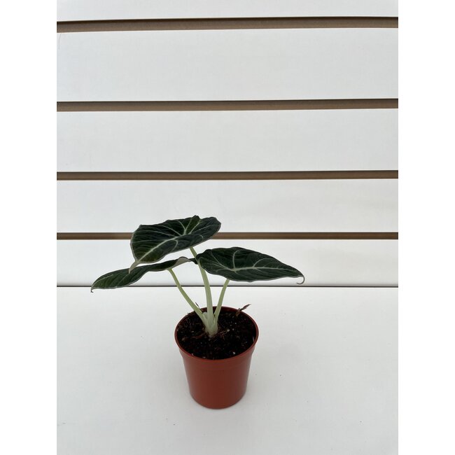 2.5" Alocasia Black Velvet