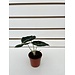 2.5" Alocasia Black Velvet