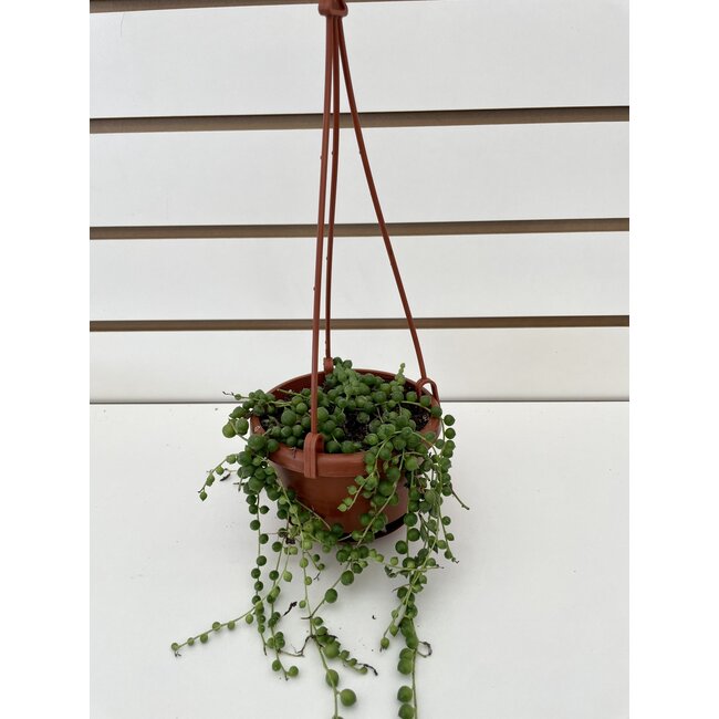 4" String of Pearls