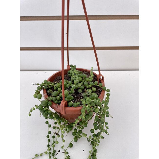 4" String of Pearls