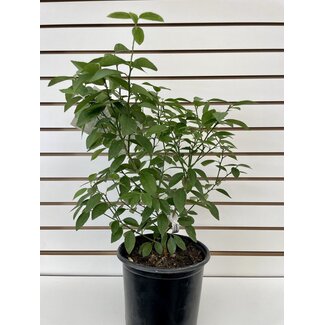 7" Key Lime Bush