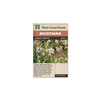 Nicotiana - Jasmine Tobacco