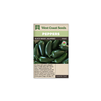 Peppers - Black Magic F1 Organic