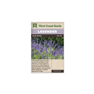 Lavender - Blue Spear