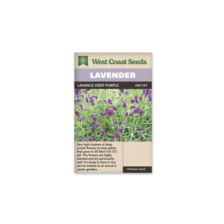 Lavender - Lavance Deep Purple