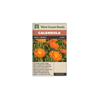 Calendula - Single Orange
