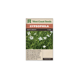 Gypsophila - Baby's Breath