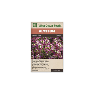 Alyssum - Dwarf Pink