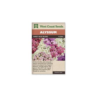 Alyssum - Sweet Bliss Blend