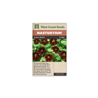 Nasturtium - Black Velvet