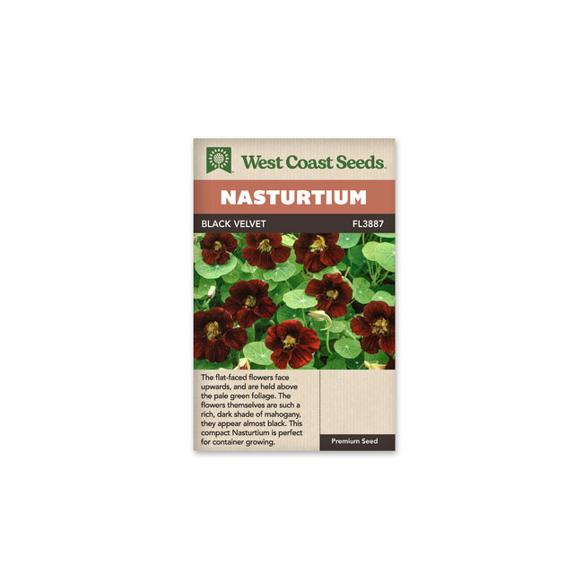 Nasturtium - Black Velvet