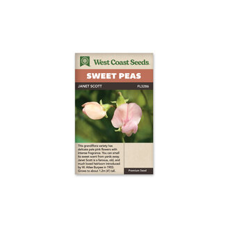 Sweet Peas - Janet Scott