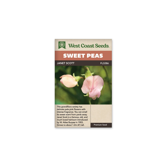Sweet Peas - Janet Scott