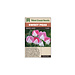 Sweet Peas - Painted Ladies