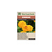 Zinnias - Oklahoma Yellow