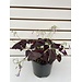 6" Shamrock Red (Oxalis)