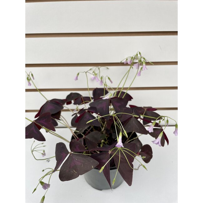6" Shamrock Red (Oxalis)