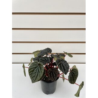 3.5" Peperomia Ripple