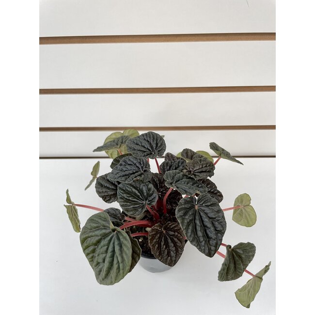 3.5" Peperomia Ripple