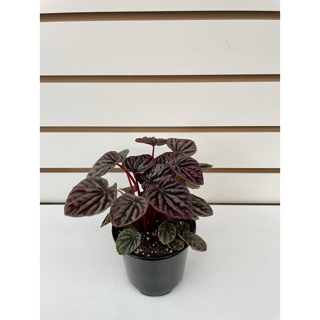 3.5" Peperomia Red Ripple