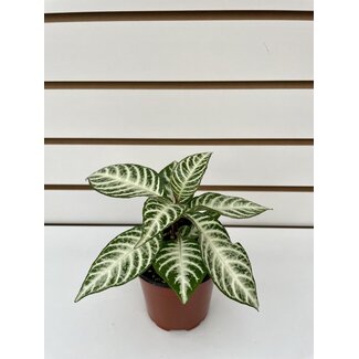 4" Aphelandra Snowflake Zebra Plant