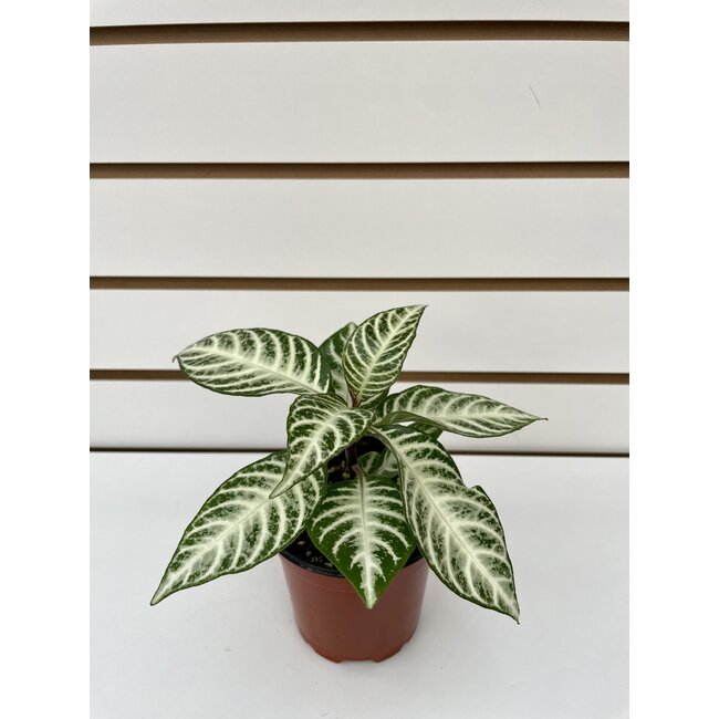 4" Aphelandra Snowflake Zebra Plant