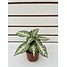 4" Aphelandra Snowflake Zebra Plant