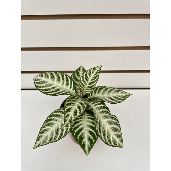 4" Aphelandra Snowflake Zebra Plant