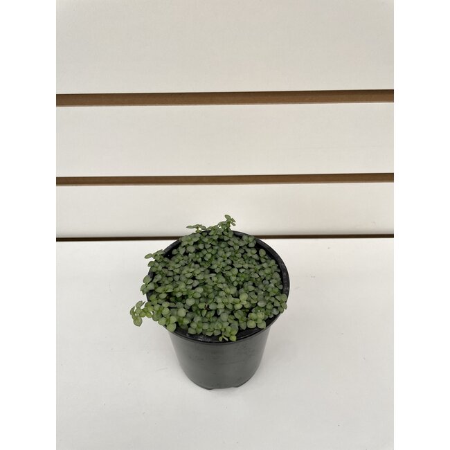3.5 " Pilea Aquamarine