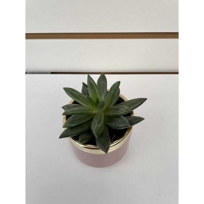 2.5" Succulent