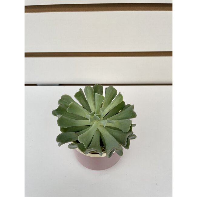 2.5" Succulent